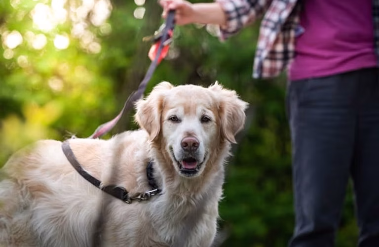Golden Retriever Puppy Potty Training: Achieving Success with Consistency