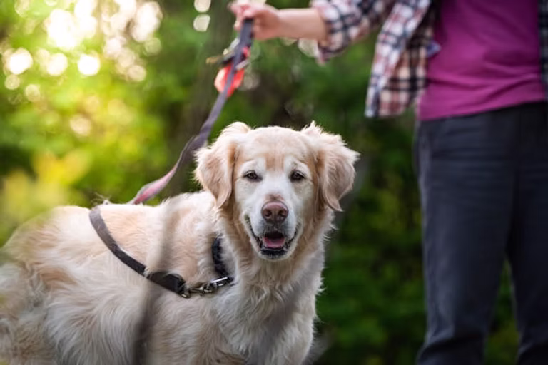 Golden Retriever Puppy Potty Training: Achieving Success with Consistency