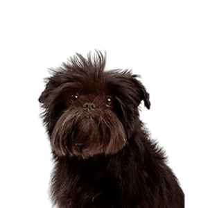 Affenpinscher