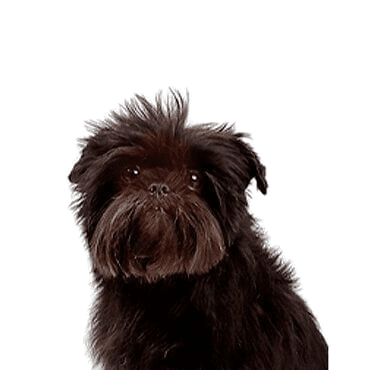 Affenpinscher