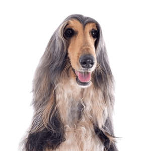 Afghan Hound