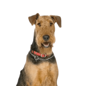 Airedale-Terrier