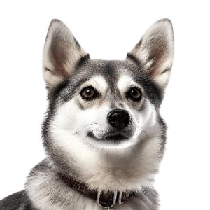 Alaskan Klee Kai