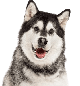 Alaskan Malamute