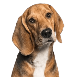 American Foxhound