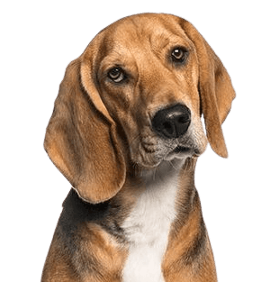 American Foxhound