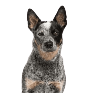 Australian Cattle Dog
