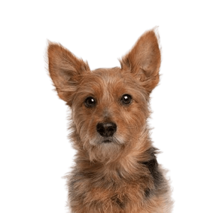 Australian Terrier