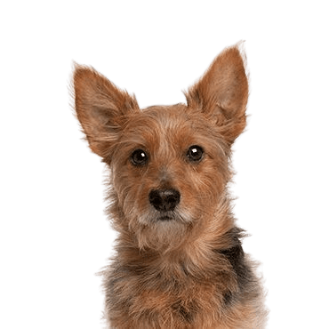 Australian Terrier