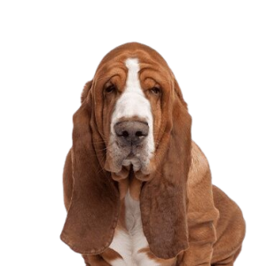 Basset Hound