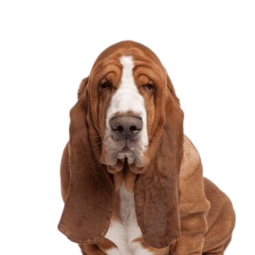 Basset Hound