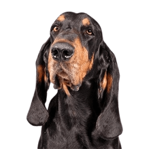 Black and Tan Coonhound
