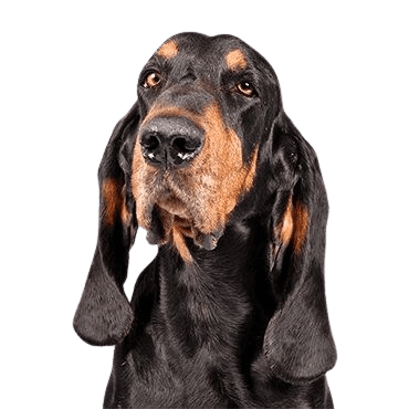 Black and Tan Coonhound