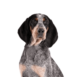 Bluetick Coonhound