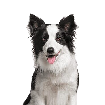 Border-Collie