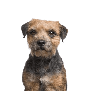 Border-Terrier