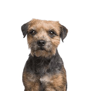 Border-Terrier