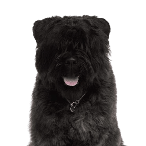 Bouvier des Flandres