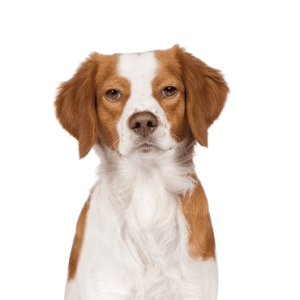 Brittany Spaniel