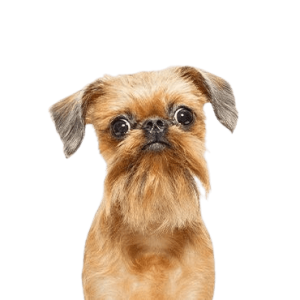 Brussels Griffon