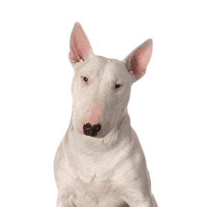 Bull Terrier
