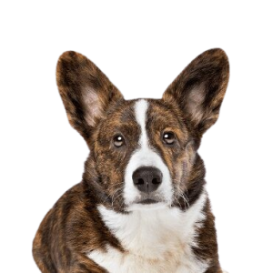 Cardigan Welsh Corgi