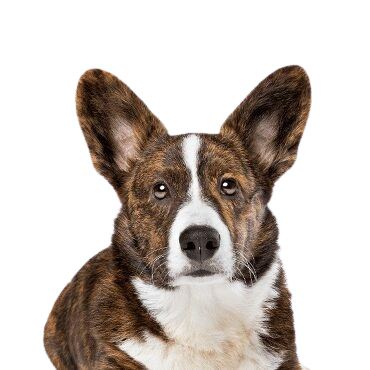 Cardigan Welsh Corgi