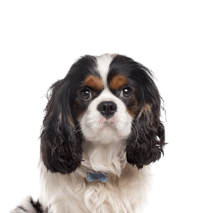 Cavalier Kings Charles Spaniel