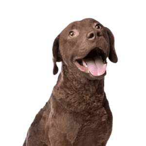 Chesapeake Bay Retriever