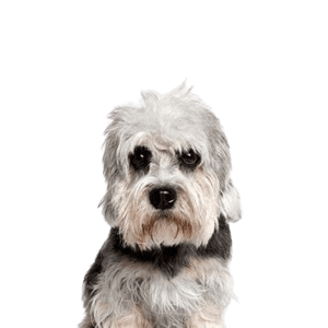 Dandie Dinmont Terrier