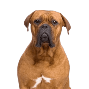 Dogue de Bordeaux
