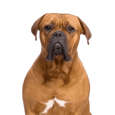 Dogue de Bordeaux