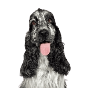 English Cocker Spaniel
