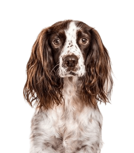 English Springer Spaniel