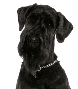 Giant Schnauzer