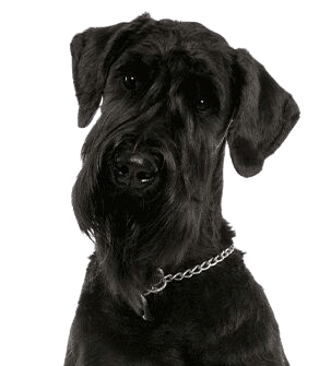 Giant Schnauzer