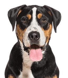 Greater Swiss Mountain Dog