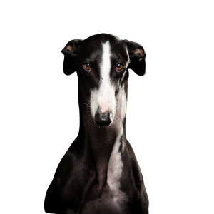 Greyhound