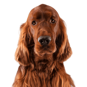 Irish Setter