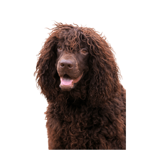 Irish Water Spaniel