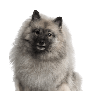 Keeshond