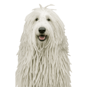 Komondor