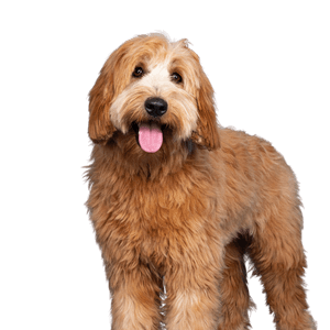 labradoodle
