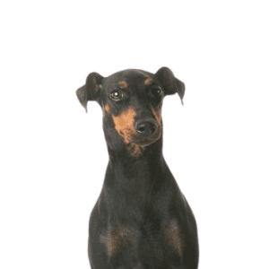 Manchester Terrier