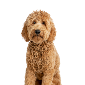 Goldendoodle