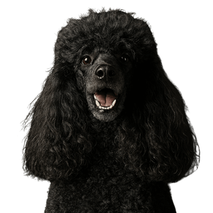 Miniature Poodle