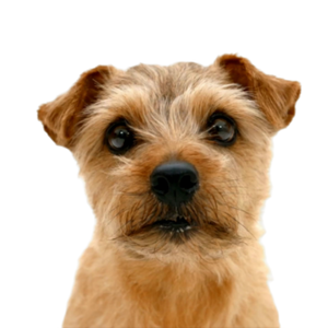 Norfolk Terrier