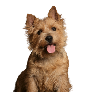 Norwich Terrier