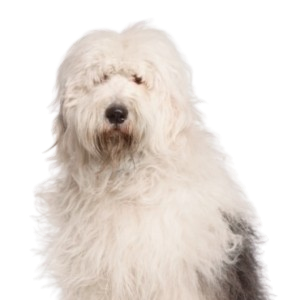 Old English Sheepdog