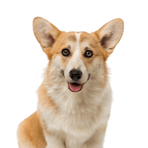 Pembroke Welsh Corgi